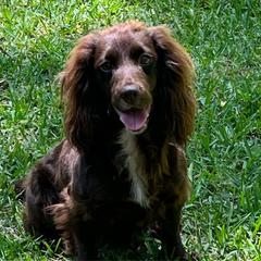 Sage - English Cocker Spaniel