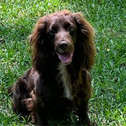 Sage - English Cocker Spaniel
