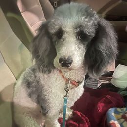 Abbey - Cockapoo