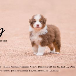 Australian Shepherd Puppies from Fallfire Farm