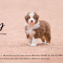 Australian Shepherd Puppies from Fallfire Farm