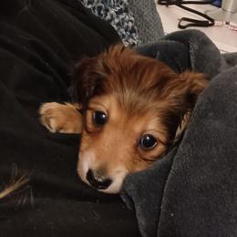 Dachshund Puppies from TNT MINI DACHSHUNDS