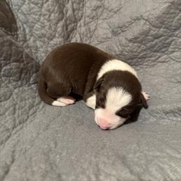 Girl 1 - Red female Border Collie puppy in Centerville, Washington from Forthright Farms