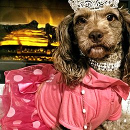Dolce - Cockapoo