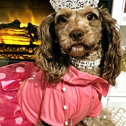 Dolce - Cockapoo