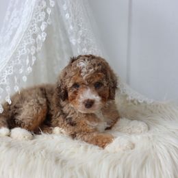 Forest - Red merle male Aussiedoodle puppy in Omro, Wisconsin from Crystal Ridge Doodles