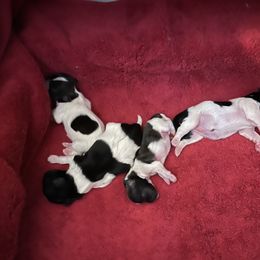 Shih Tzu Puppies from P and J Farms