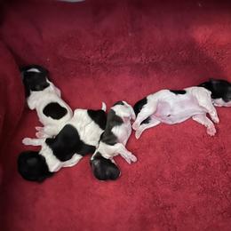 Shih Tzu Puppies from P and J Farms