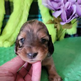 Lilly - Dapple female Dachshund puppy in Klamath Falls, Oregon from Luvindoxys4u