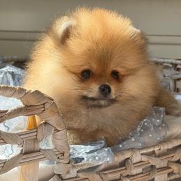 Cotton Tail - Orange male Pomeranian puppy in Sacramento, California from Carousel Poodles & Pomeranians