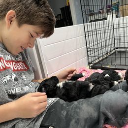 Goldendoodle and Sheepadoodle Puppies from Maplesierradoodles