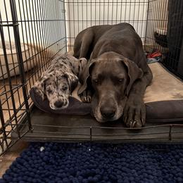 Great Dane Puppies from Ashli’s Great Danes