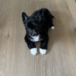 Theo - Black and white male Chinese Crested puppy in Dublin, California from Show Style Chinese Cresteds