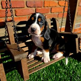 Princess - Black brown and white female Basset Hound puppy in Bellaire, Ohio from Blessed Bassets