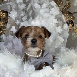 Goldy - Gold male Yorkshire Terrier puppy in Prosper, Texas from DaintyDawlz