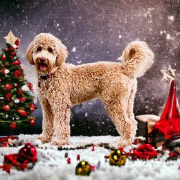 Jasmine - Goldendoodle