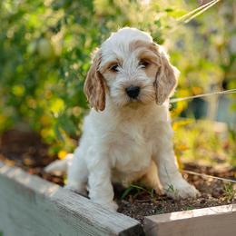 Poppy - Red roan female Cockapoo puppy in Colorado Springs, Colorado from Colorado Cockapoos
