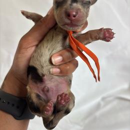 Canyon - Dapple male Dachshund puppy in Orem, Utah from Miekca’s Dachshunds