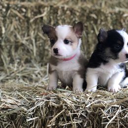 Pembroke Welsh Corgi Puppies from Naomi’s Corgis