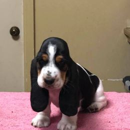 Basset Hound Puppies from Calabria Basset Hounds