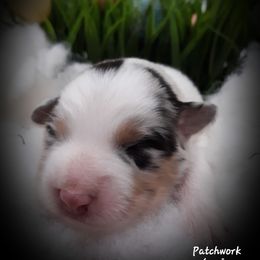 Australian Shepherd Puppies from Patchwork Kennels