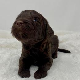 Nolan - Phantom male Goldendoodle puppy in Calhoun, Georgia from FamilyLoved Doodles