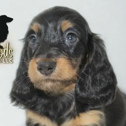 Dachshund Puppies from Piney Woods Miniature Dachshunds LLC