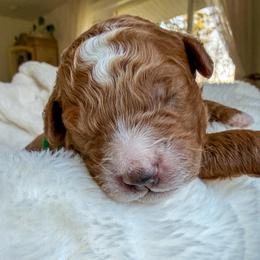 Bubbles - Red  male Goldendoodle puppy in Battleground, Washington from Doodles Delight PNW