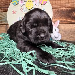 Five - Black male Newfoundland puppy in Tully, New York from Bear Paw Newfoundlands