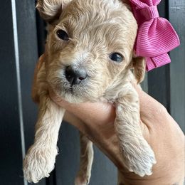 Girl 3 - Red  female Poodle puppy in Adolphus, Kentucky from Deerly Poodles
