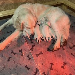 Girl 4 - Light golden Golden Retriever puppy in Michigan from Sugar Maple Golden Retrievers