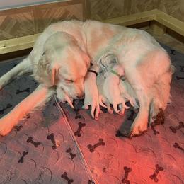 Girl 4 - Light golden Golden Retriever puppy in Michigan from Sugar Maple Golden Retrievers