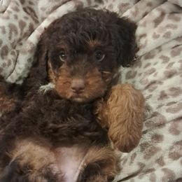Brownie - Red tri-color female Aussiedoodle puppy in Mena, Arkansas from Ouachita River Cockapoos