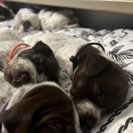German Shorthaired Pointer Puppies from Bequest German Shorthaired Pointers