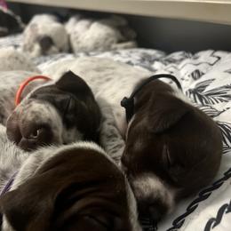 German Shorthaired Pointer Puppies from Bequest German Shorthaired Pointers