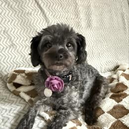 Zoe - Yorkipoo