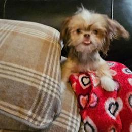 SC Peaches - Sable and white female Shih Tzu puppy in Meridian, Oklahoma from Crazy Love Kennels