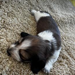 LHMD AKC Nimbus - Piebald male Dachshund puppy in Summit, South Carolina from Doxies4Paws