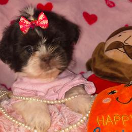 Tootsie - Brindle and white female Shih Tzu puppy in Bandera, Texas from Pup Cakes