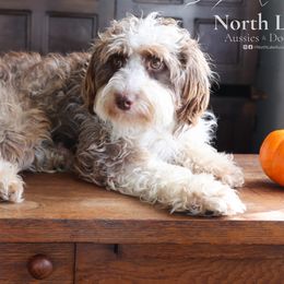 Amber - Aussiedoodle