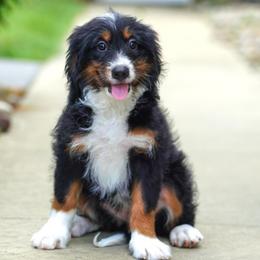 Shetland (socialization program student) - Tri-color female Bernedoodle puppy in Dundee, Ohio from Down Home Doodle