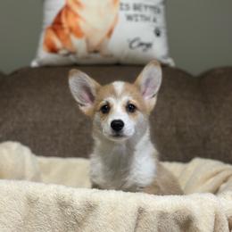 Nora - Red female Pembroke Welsh Corgi puppy in Urbana, Ohio from Edgewood Farm and Kennel