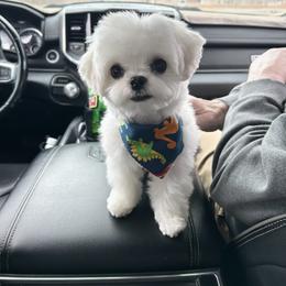 Maltese Puppies from Made to Love Maltese LLC