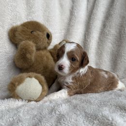 Paris - Blenheim Cavapoo puppy in Orrstown, Pennsylvania from Pawfect Fur Friends