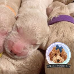 Goldendoodle and Poodle Puppies from Poodlely