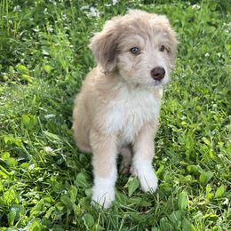 Aussiedoodle Puppies from A Dose Of Doodle
