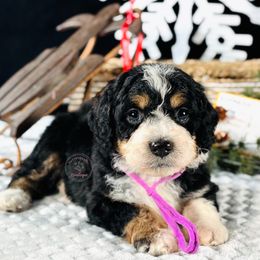 Purple girl - Tri-color female Bernedoodle puppy in Waukesha, Wisconsin from Bernedoodle Boutique (and Cavapoos)
