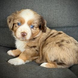Paris - Red merle female Toy Australian Shepherd puppy in Ivanhoe, Virginia from P3 Kennel