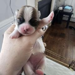 Girl 2 - Mal-Shi puppy in New York from Alana Miller