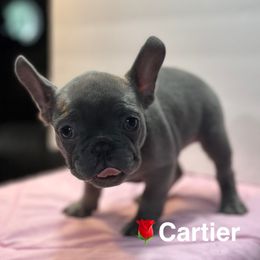 French Bulldog Puppies from Tuscaloosa Frenchies